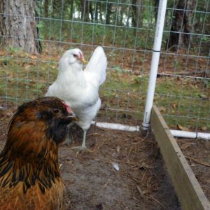 Easter Eggers