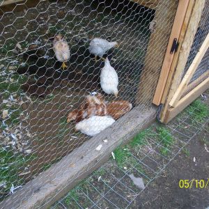 Chickens