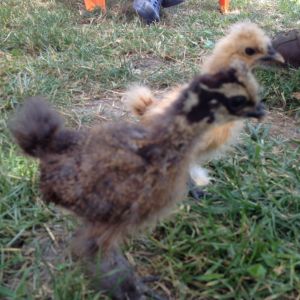 Bantam Silkies