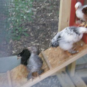 The Chicken Palace and First Chicks
