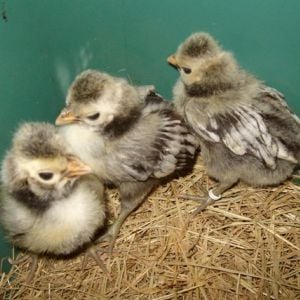 Chickens & Pheasants