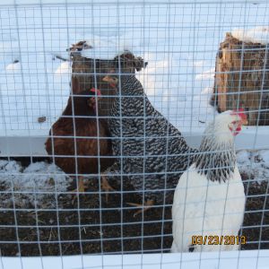 The Coop