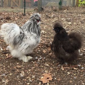 Silkies