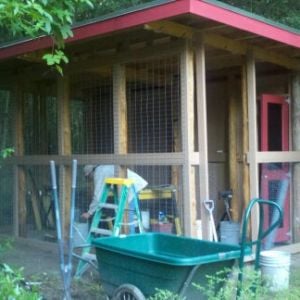 Chicken grow pen and House