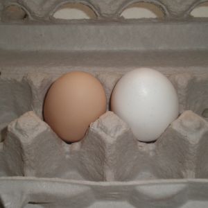 First Egg
