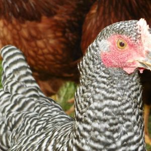 Barred Rock