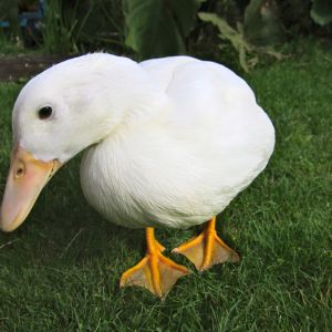 Ducks