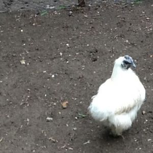 My chickens