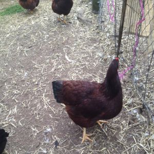 Rhode Island Red