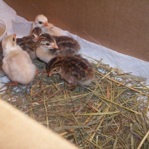 My First Guinea's