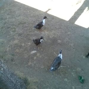Ducks