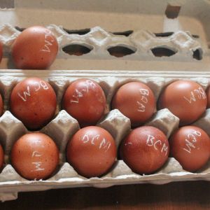 Shipped Eggs