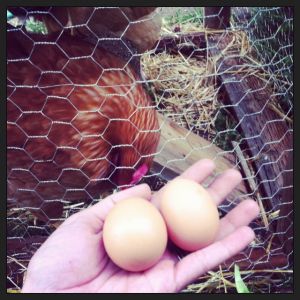 My girls' first eggs!