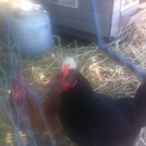 my chickens
