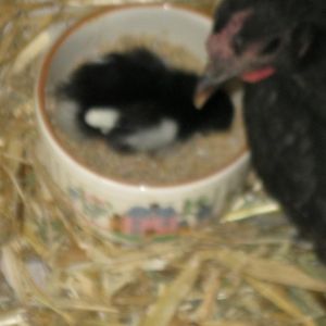 Showing Off My First Two Baby Bantams