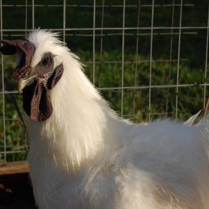 Does anyone have any idea what kind of rooster I am?