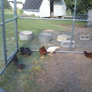 Random Pictures of Our Chickens