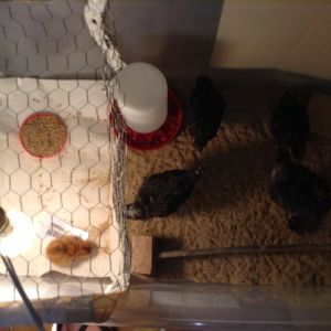 My first pullets