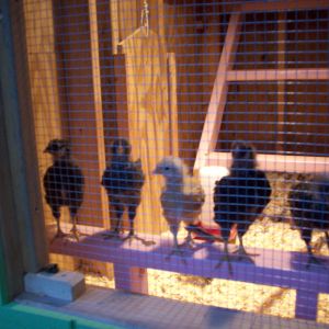 My Coop