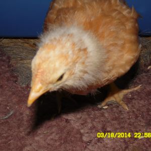 Our Birds