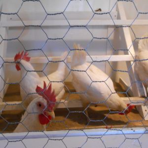 HIgh Barn Coop