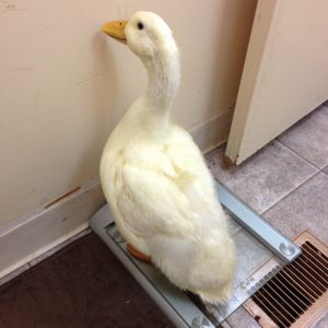 My Duck - AKA Kitty