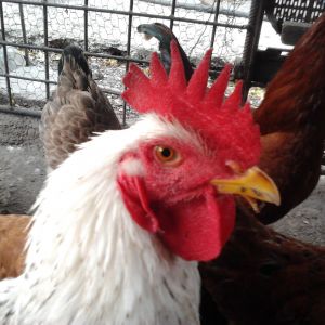 My flock