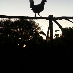 Farm Pics