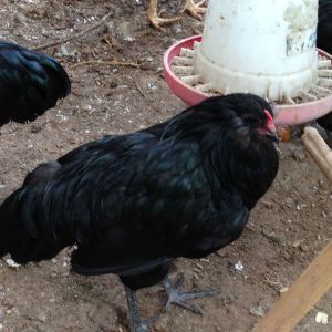 Some chickens