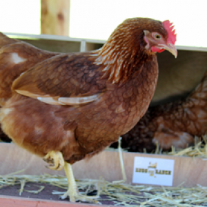 New Hens from the County Fair
