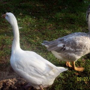 My flock