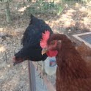 My Hens