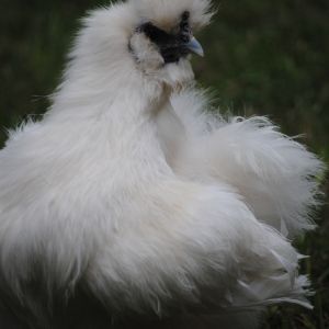 Brown Hens