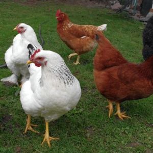 The Haute Hens