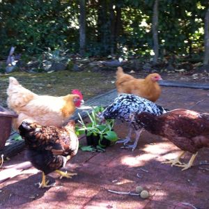 My five hens