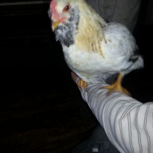 pics of the flock