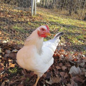 Fall Chickens