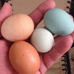 Fresh Memphis Eggs