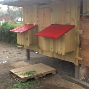 G's hens and house...