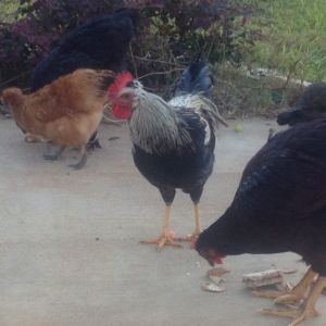 Rooster