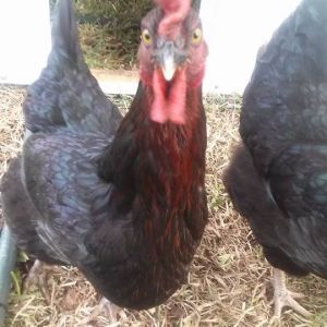 My Chickens