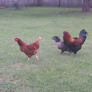 my coop