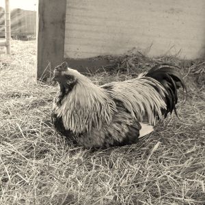 Eddy The Rooster