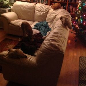 Odd critters
