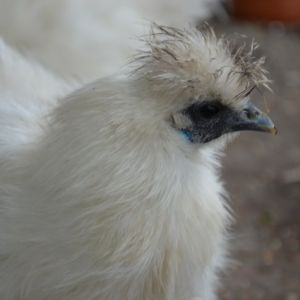 Silkies unbearded