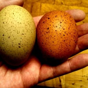 speckled eggs