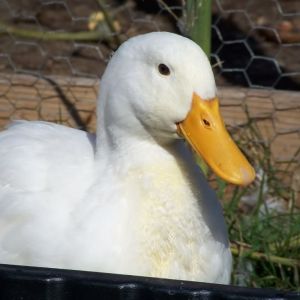 Pekin Ducks