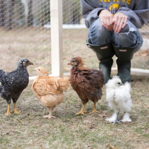Our Tiny Flock