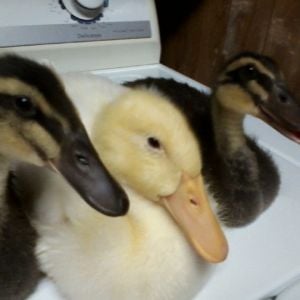 Our Ducklings