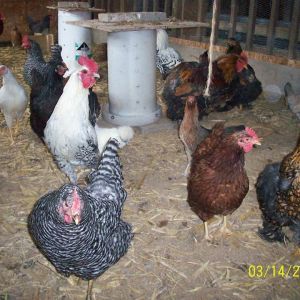 Not my chickens but....